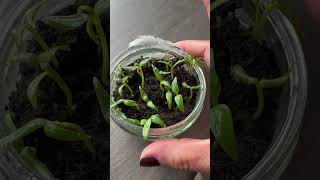 Bird chilie ,#chilies #redchilles #shortfeed #propogation #yourtubeshort #youtuber