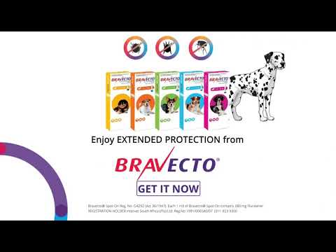 Bravecto Spot On Flea & Tick Control for Dogs