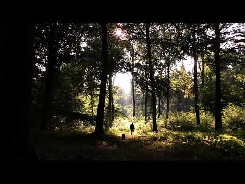 Man and Dog in Forest | Copyright Free Video Footage