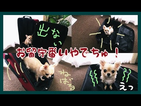 スーツケースに入ってくるが🐾お留守番と言われ、落ち込む表情が可愛いチワワ🐶でも粘るよ！🌟Chihuahua doesn't want to get out of my suitcase😆LOL