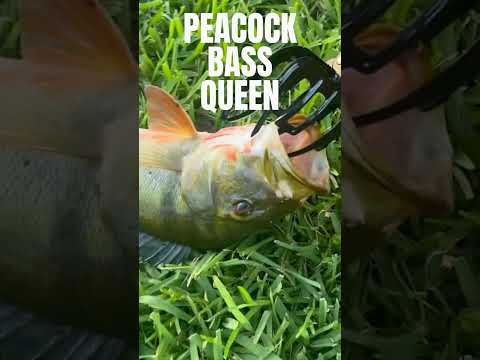 PEACOCK BASS QUEEN #fypyoutube #youtubeshorts #shorts #womenfishing #fishing #bassfishing