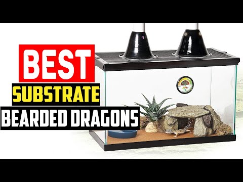 ✅Top 5 Best Substrate for Bearded Dragons in 2023