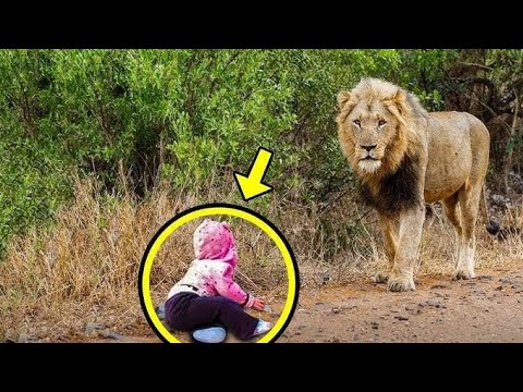 THE LION APPROACHED THE BABY AND THE UNTHINKABLE HAPPENED