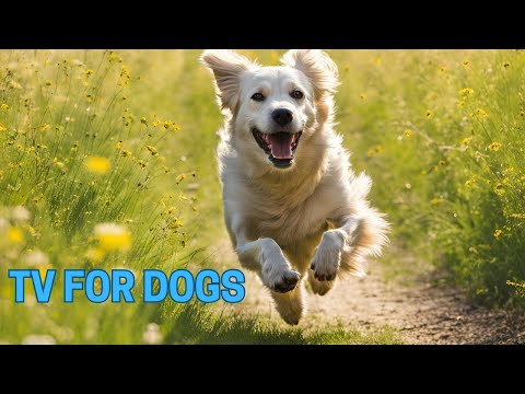 ‼️TV for Dogs: Relax Bored Dogs 5 Hours of Ultimate Relaxation Nature Stimulation & Calming Music!