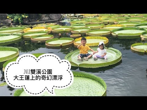 2018雙溪公園大王蓮上的奇幻漂浮