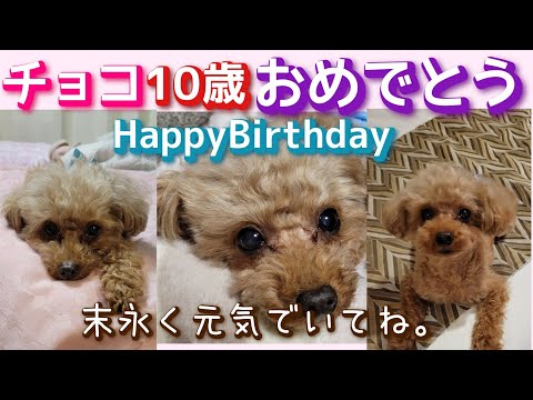 【犬との暮らし】【犬のいる幸せ】チョコ１０歳♡誕生日おめでとう！！「チョコは早いものでもう１０歳になってしまいました。まだまだ元気でいて欲しいです！！」