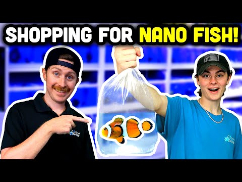 Adding NEW FISH to the Top Shelf Nano Tank!