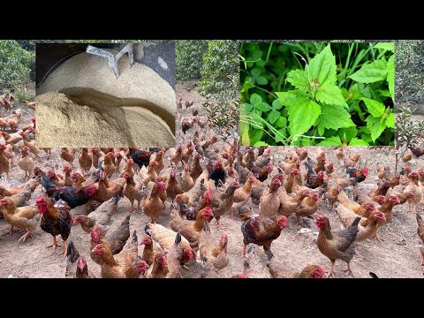 FULL VIDEO: How to take care of 6000 chickens when the weather turns cold - Chicken Farm