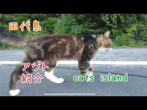 家、ついて行ってイイですか？　You can come home, cute.【田代島】【２０２４秋】【猫島巡り】