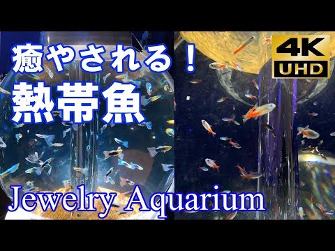 [4k] ジュエリーアクアリウム展で宝石のよう輝く熱帯魚たち～Jewelry Aquarium