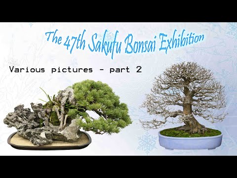 Sakufu Bonsai Exhibition - 2021 December - Various pictures part 2