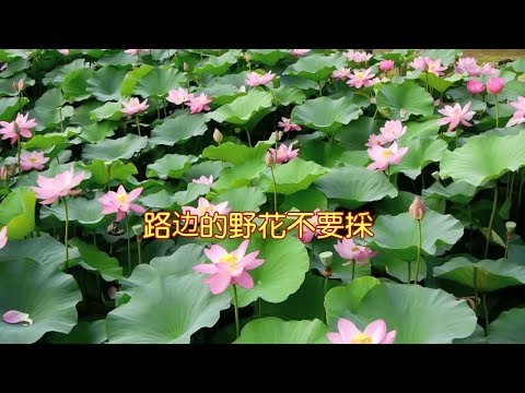 路边的野花不要採--邓丽君演唱