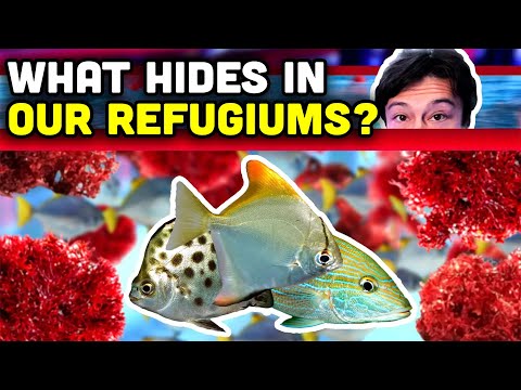 Talking Fish: Fish in OUR Refugiums at Top Shelf!