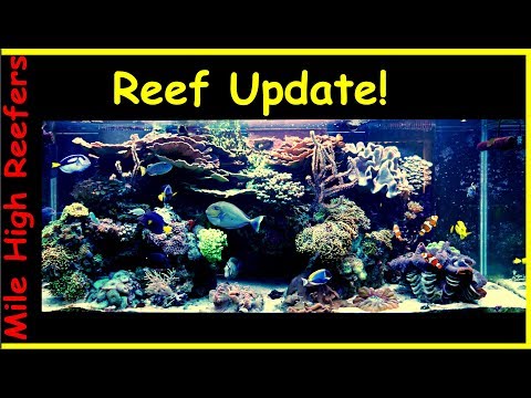 Reef Tank Update 9 3 18