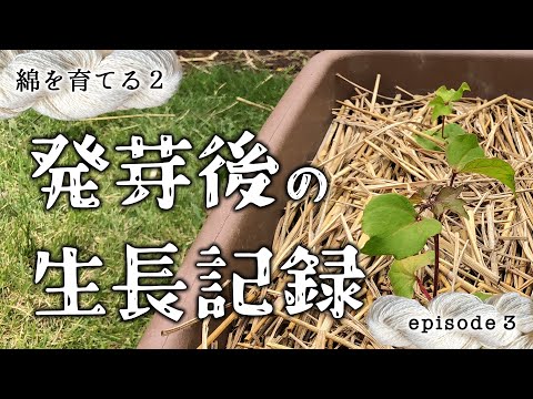 綿の発芽後、生長記録／綿を育てる season2 ep.3