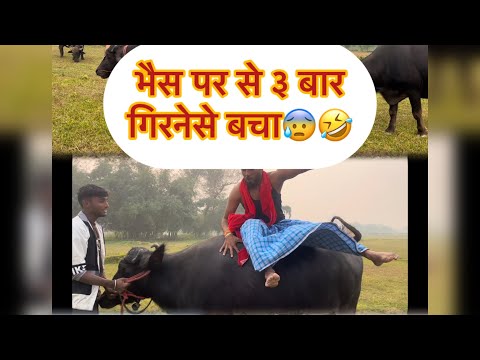 भैस पर से ३ बार गिरनेसे बचा😰🤣   #vlog #vlogdaily #vlogs #dailyvlog #viralvlog #newvlog #viralvideo