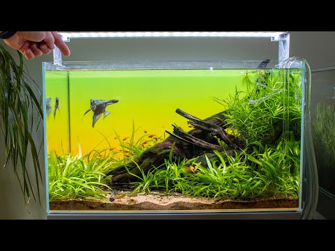 LOW TECH ANGELFISH TANK WITH EASY PLANTS