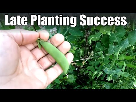 Late Planting Success with Beans, Peas and Basil