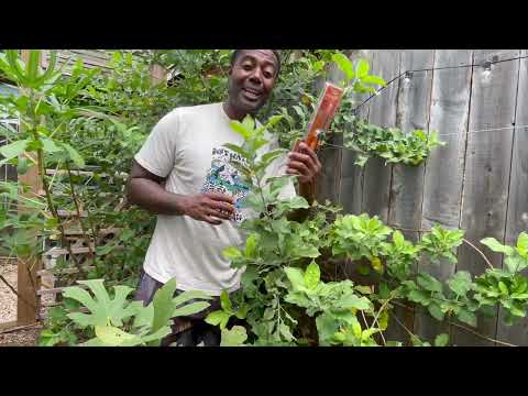 Fall Fruit Tree Care in an Urban Garden | Essential Tips for Healthy Trees & a Better Harvest