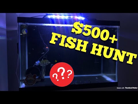 $500 Fish Hunt + DIY Compact Carbon Reactor