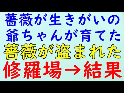 【スカッとする話】修羅場　爺ちゃんが丹精込めて育てた薔薇が盗まれた！