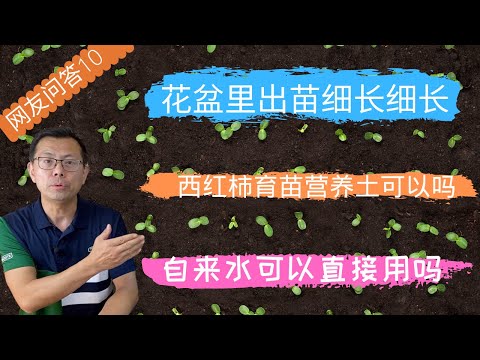 网友问答10：育苗什么时候去除塑料膜 ？浇水可以用自来水吗？