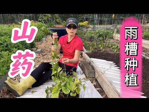 山药最高产的种植床--雨槽种植详细示范讲解。山药家庭有机种植系列 （点击CC查看字幕）