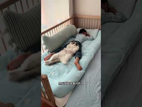 一顿猫粮换一早带娃，我家猫还是很厚道的… #猫咪带娃 #布偶猫