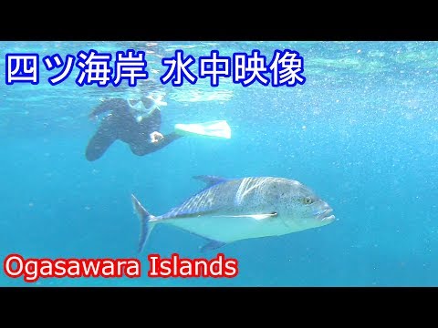 【水中映像】シュノーケリングしてたら大型魚に遭遇(小笠原諸島 母島)四ツ海岸編