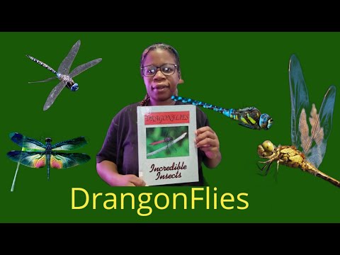 Reading a BOOK about DRAGONFLIES with me (2024)