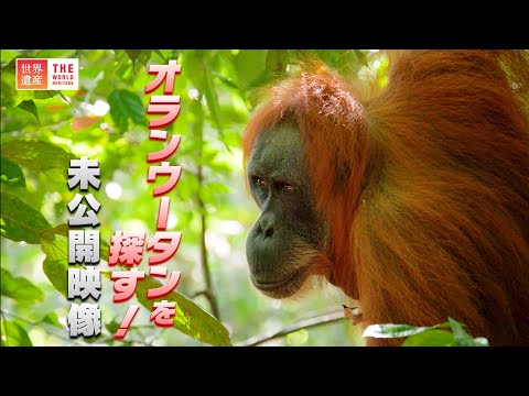 【4K】インドネシア・スマトラ島でオランウータン探し