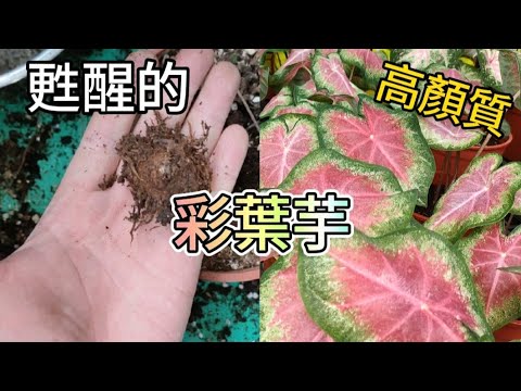 夏天甦醒的彩葉芋|擁有色彩繽紛葉片高顏質的觀葉植物|Caladium Plant Care|植物男子