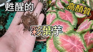 夏天甦醒的彩葉芋|擁有色彩繽紛葉片高顏質的觀葉植物|Caladium Plant Care|植物男子