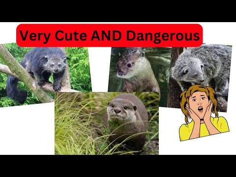 Elusive binturong and the small-clawed otter