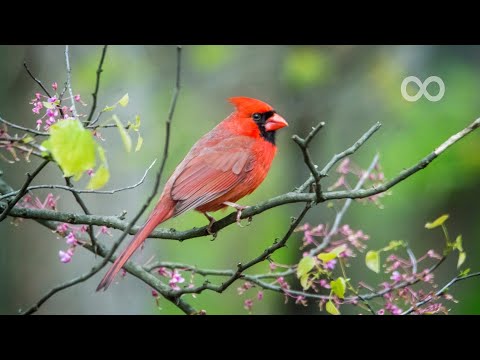 Beautiful Piano Music - Relaxing Music, Study Music, Stress Relief, Sleep Music (Jonah)