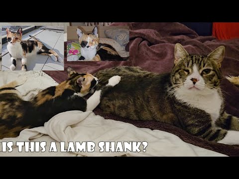 The tiny blind kitten imagines the giant cat as a lamb shank and bites it to taste.