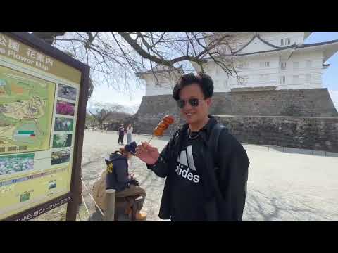 歐滴馬麻去哪玩？日本小田原城公園