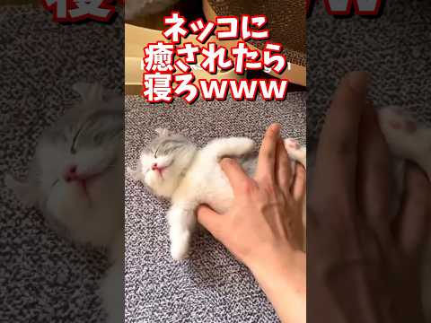 ネッコの動画で癒されたら寝ろｗｗｗ　#2ch #2chまとめ 動物スレ #2ch面白いスレ #動物 #犬 #猫 #癒やし #ねこ動画