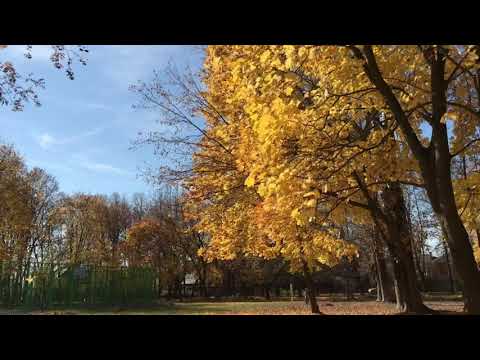 🍁 Осень. Падающие листья. 🍂 Красивая музыка. Футаж. Autumn.