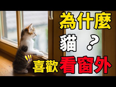 貓為什麼愛看窗外？是想出門玩嗎？