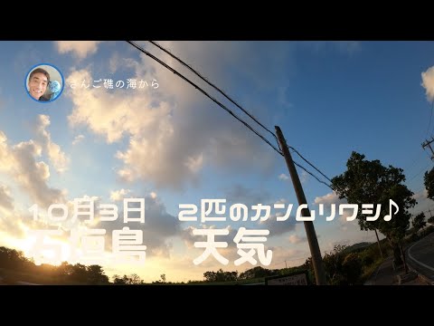 【石垣島天気】10月3日7時ごろ。二匹のカンムリワシ！15秒でわかる今日の石垣島の様子。