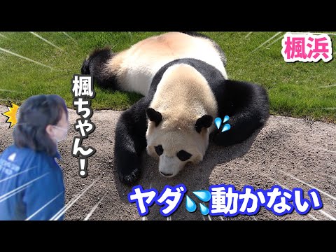 【パンダアイドル楓浜】働きません宣言❗️日向ぼっこが気持ち良すぎてやる気ゼロ🐼