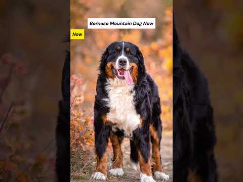 Dog Breeds 100 Years Ago vs. Now #bernesemountaindogs #irishwolfhound #dogs