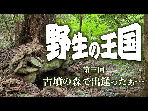 【野生の王国】第三回 古墳の森で 出逢ったぁ…