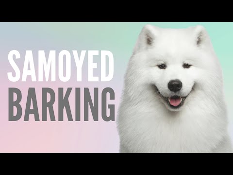 Samoyed Barking Mix With Dog Growling And Puppy Barking Sounds