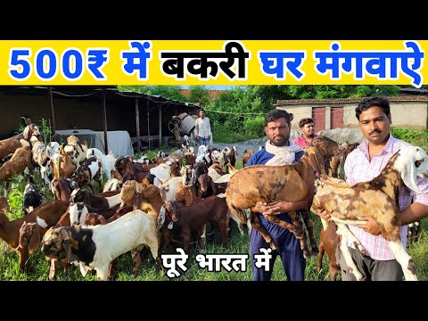 ₹500 में बकरी के बच्चे घर मंगवाऐ | Goat for sale | bakri ke bacche