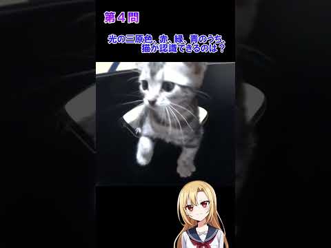 猫好きならわかる猫雑学クイズ！第３問、第４問　#猫 #雑学 #姫華のアメショーワールド