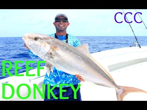 Catching My Biggest Amberjack | Two Conchs Fish Camp