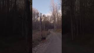 Attacked By Off-leash Dog #bikejoring #scary #germanshepherd #preydrive #offleash  #trails