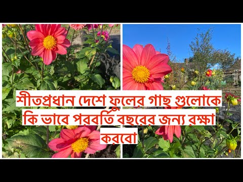 শীতপ্রধান দেশে ফুলের গাছ গুলোকে কি ভাবে পরবর্তি বছরের জন্য রক্ষা করবো